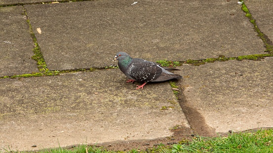 Rock Pigeon Looking For Food.