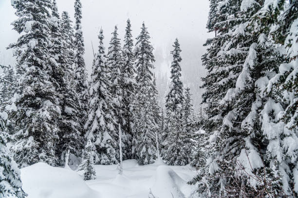 Forest near Lake Louise in Banff Park in winter time, Alberta, Canada
