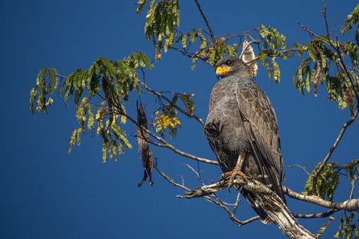 Endemic Cuban Black-Hawk, in the magnificent natural reserve of Matanzas in Cuba.