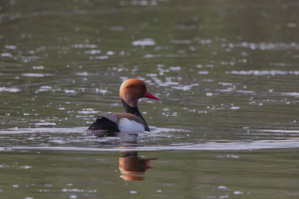 istock A Red-crested Pochard in a pond. 2148194306