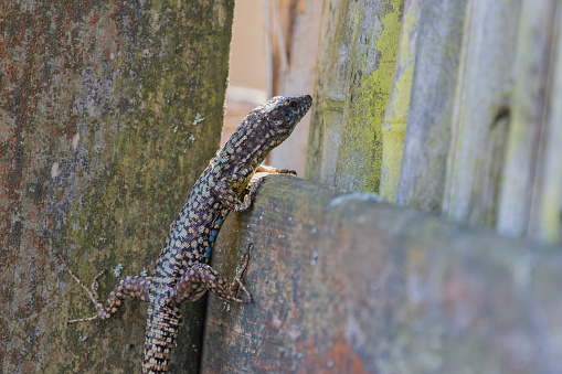 Lizard climbing a fence.