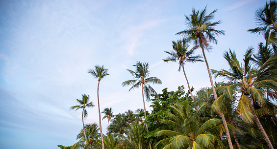 large group of coconut tree tops in a blue summer tropical sky at a brazilian northeastern beach.