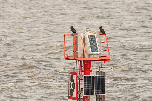 Indication sign with solar energy panels, for shipping on the Wadden Sea. Cormorants on a shipping route sign near Vlieland.