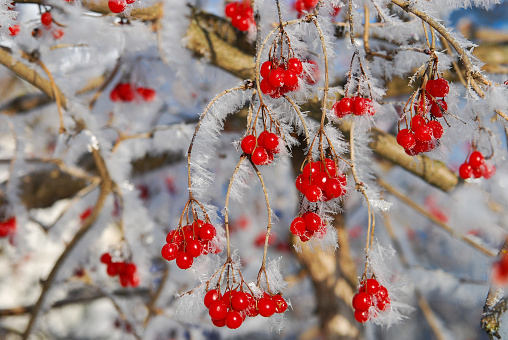 Guelder rose berries covered with ice crystals