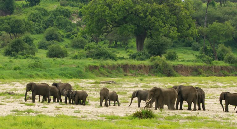 Wide shot displaying a family of elephants standing together.