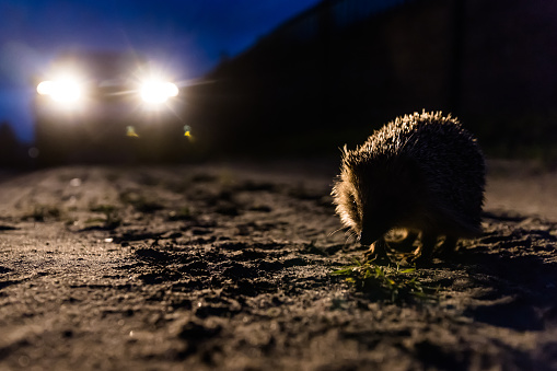 Hedgehog crossing the street in front of a car at night.