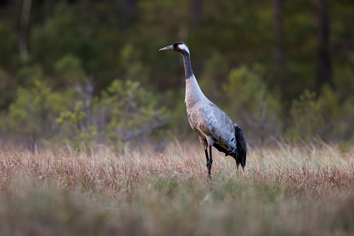 Male Common crane