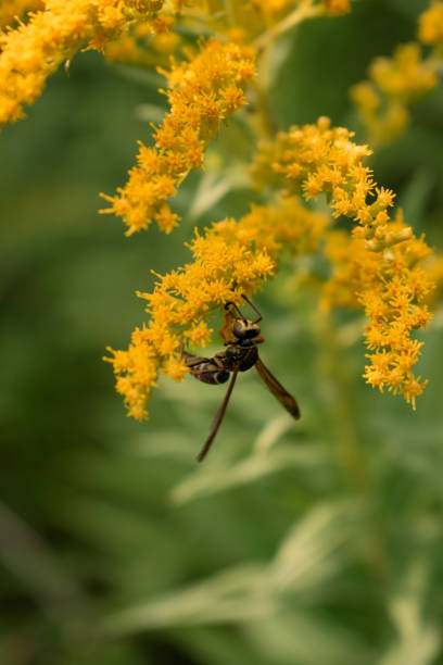 istock Wasp on Goldenrod flower. Close-up. 2148195915