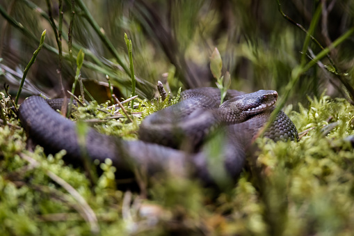 Young dune adder or sidewinder snake with trail in the Namib desert, Namibia