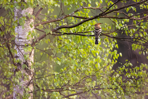 Hoopoe sits on a birch tree.