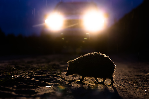 Hedgehog crossing the street in front of a car at night.