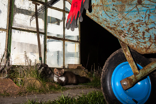 Night photo of marten.