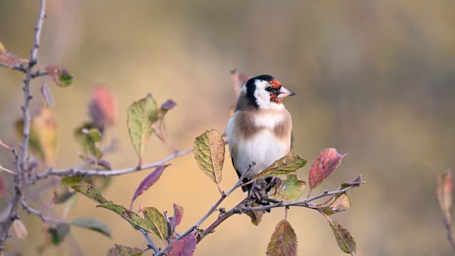 European goldfinch, Carduelis carduelis in the wild. Slow motion