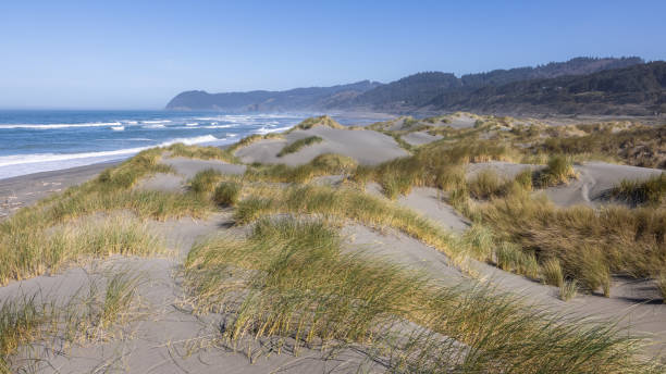 A beach with a lot of sand and grass. The beach is empty and the sky is clear