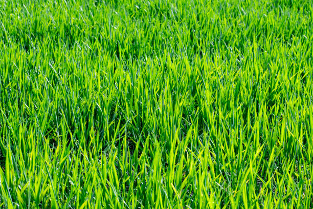 Close-up of lush green spring grass lawn , green grass all over the photo with details. Grass field.