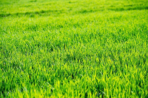 Close-up of lush green spring grass lawn , green grass \nall over the photo with details. Grass field.