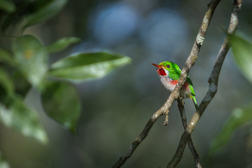 An endemic Cuban Tody  in the magnificent natural reserve of Matanzaz in Cuba.