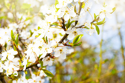 Spring blooming trees with blooming white flower petals, sunny spring day. \nAstronomical spring begins at the spring equinox and lasts until the summer solstice.