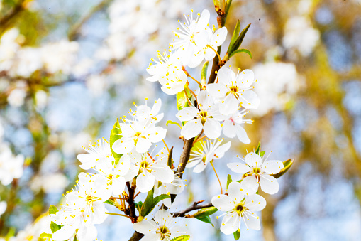 Spring blooming trees with blooming white flower petals, sunny spring day. \nAstronomical spring begins at the spring equinox and lasts until the summer solstice.