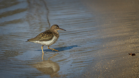 A Spotted Sandpiper on the beach in the magnificent natural reserve of Matanzas in Cuba.