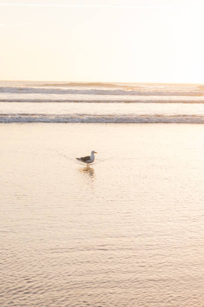 A seagull is swimming in the ocean. The water is calm and the sky is orange