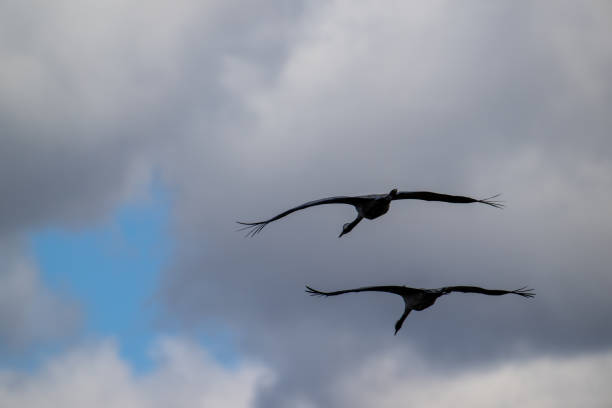 Migrating Common Cranes at Lake Hornborga during spring in Sweden. The lake attracts around 20.000 cranes daily during its peak in late March-early April.