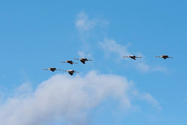 istock Migrating Cranes at Lake Hornborga, Sweden 2148198028