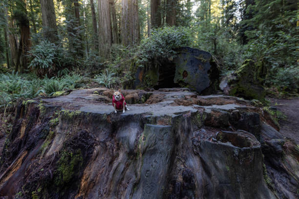 istock Small chihuahua in the redwood forest. 2148198041