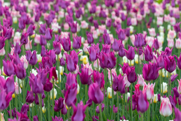 istock Tulips on a spring day. Beautiful colorful flower background 2148198115