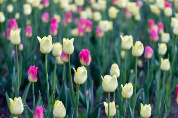 Field of tulips in a garden in spring. Full frame background with yellow and pink flowers. Tulip festival
