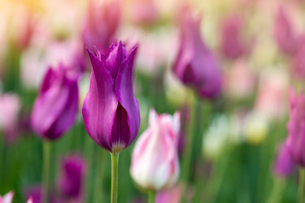 Tulips on sunny spring day in a park. Beautiful colorful flower background