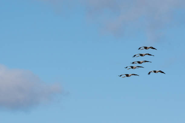 istock Migrating Cranes at Lake Hornborga, Sweden 2148198131