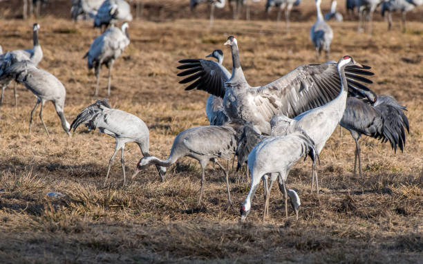 istock Migrating Cranes at Lake Hornborga, Sweden 2148198146