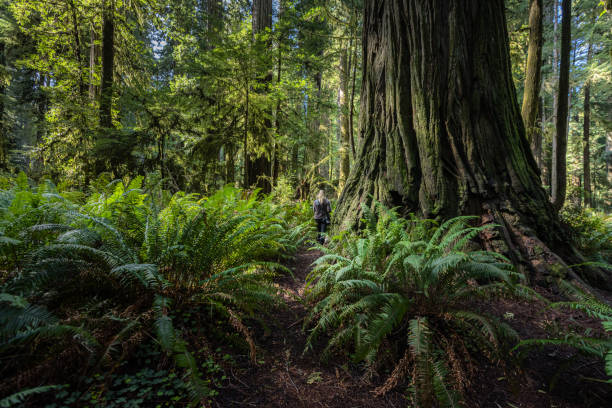 Beautiful afternoon in the Jedediah Smith Redwood forest in northern California