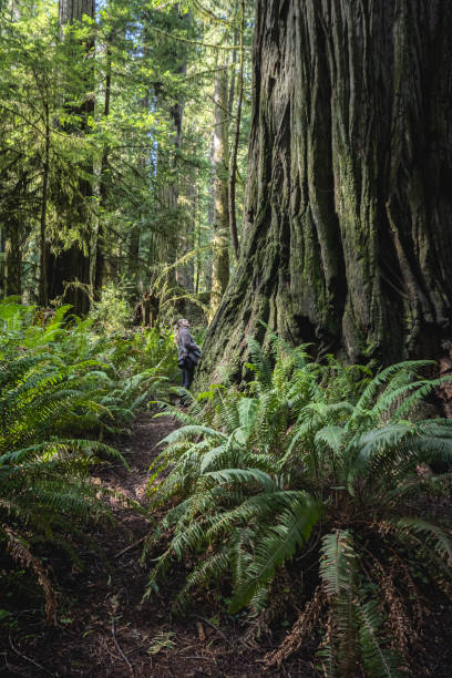 Beautiful afternoon in the Jedediah Smith Redwood forest in northern California