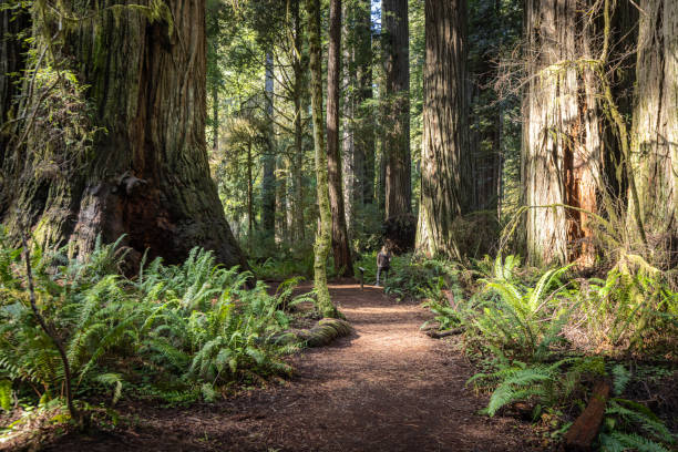 istock Jedediah Smith Redwood State Park California 2148198260