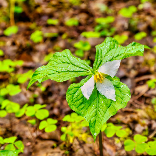 istock Trillium all wet with rain 2148198262