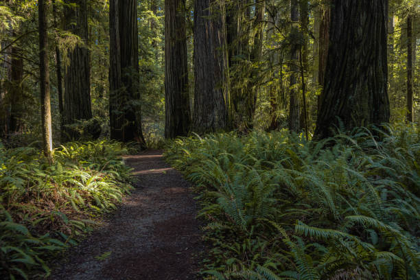 istock Jedediah Smith Redwood State Park California 2148198326