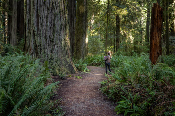 istock Jedediah Smith Redwood State Park California 2148198428