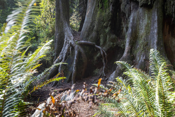 Beautiful afternoon in the Jedediah Smith Redwood forest in northern California