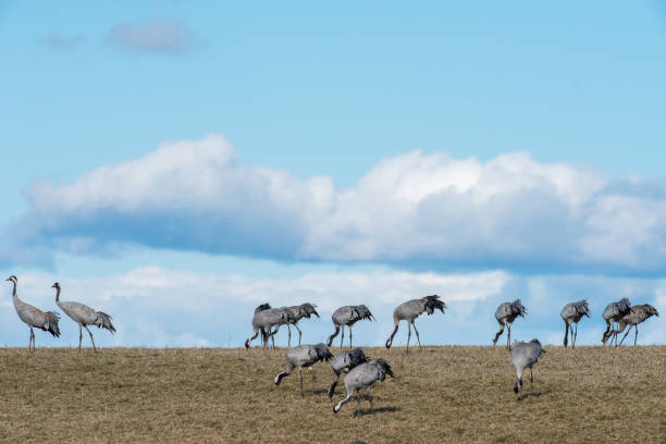 Migrating Common Cranes at Lake Hornborga during spring in Sweden. The lake attracts around 20.000 cranes daily during its peak in late March-early April.