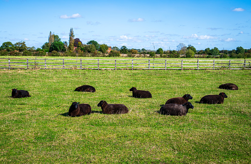 A flock of brown sheeps with black face lying down and resting on grass field in farming yard in summer