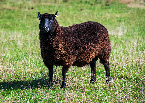 A brown sheep with balck face looking at the camera on grass field
