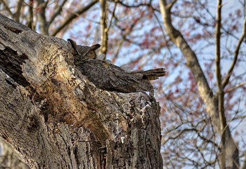 great horned owl in a tree stump