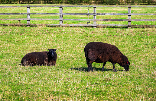 A couple of brown sheeps with balck face on grass field in farming yard in summer
