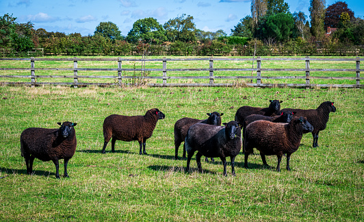 A flock of brown sheeps with black face standing on grass field in farming yard in summer