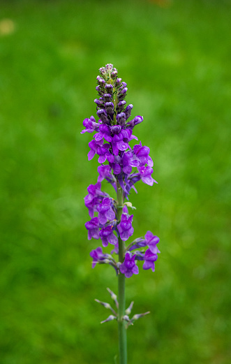 A stalk of purple flowers of Linaria purpurea or purple toadflax against green grass in late summer