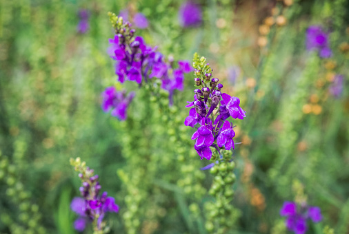 Delicate purple flowers of Linaria purpurea or purple toadflax bush in late summer