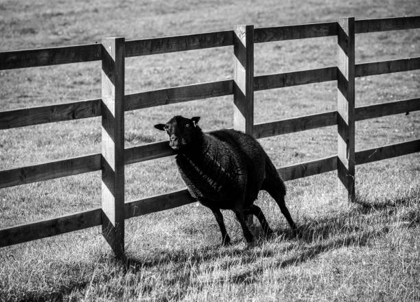 Three freshly shorn sheep looking at camera