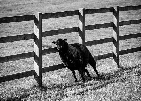 Itchy black sheep rubbing its back against the fence in monochrome